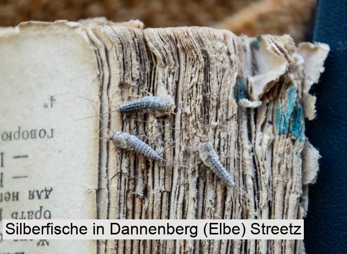 Silberfische in Dannenberg (Elbe) Streetz